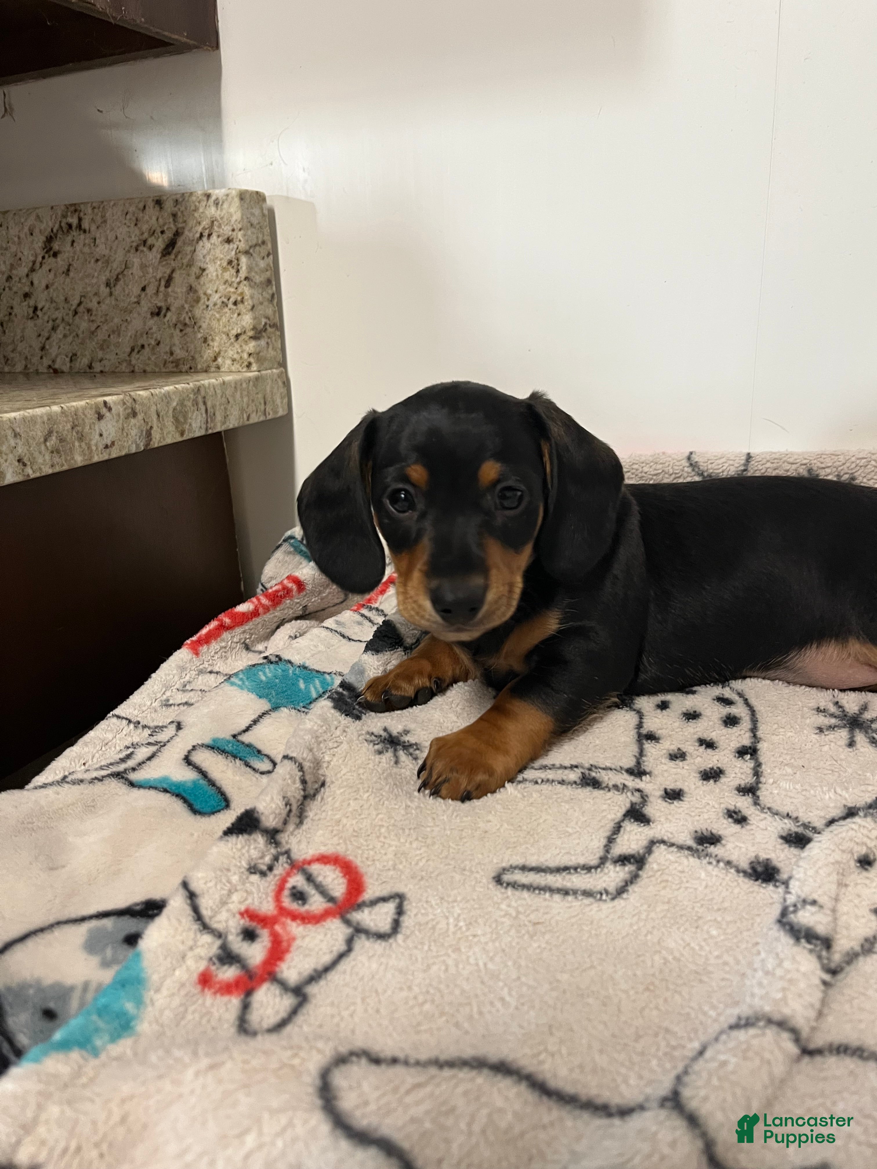 Miniature Dachshund dogs for sale: Miles - Ad 1