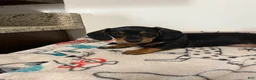 Miniature Dachshund dogs for sale: Miles - Ad 1