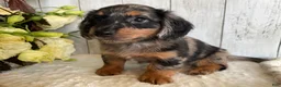 Miniature Dachshund dogs for sale: Lincoln  - Ad 4