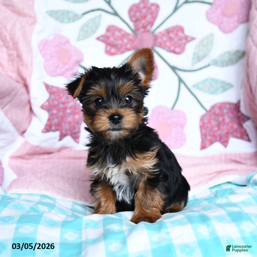 Yorkshire Terrier dogs Cela - Ad 2