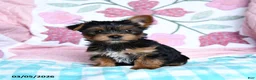 Yorkshire Terrier dogs for sale: Cela - Ad 2