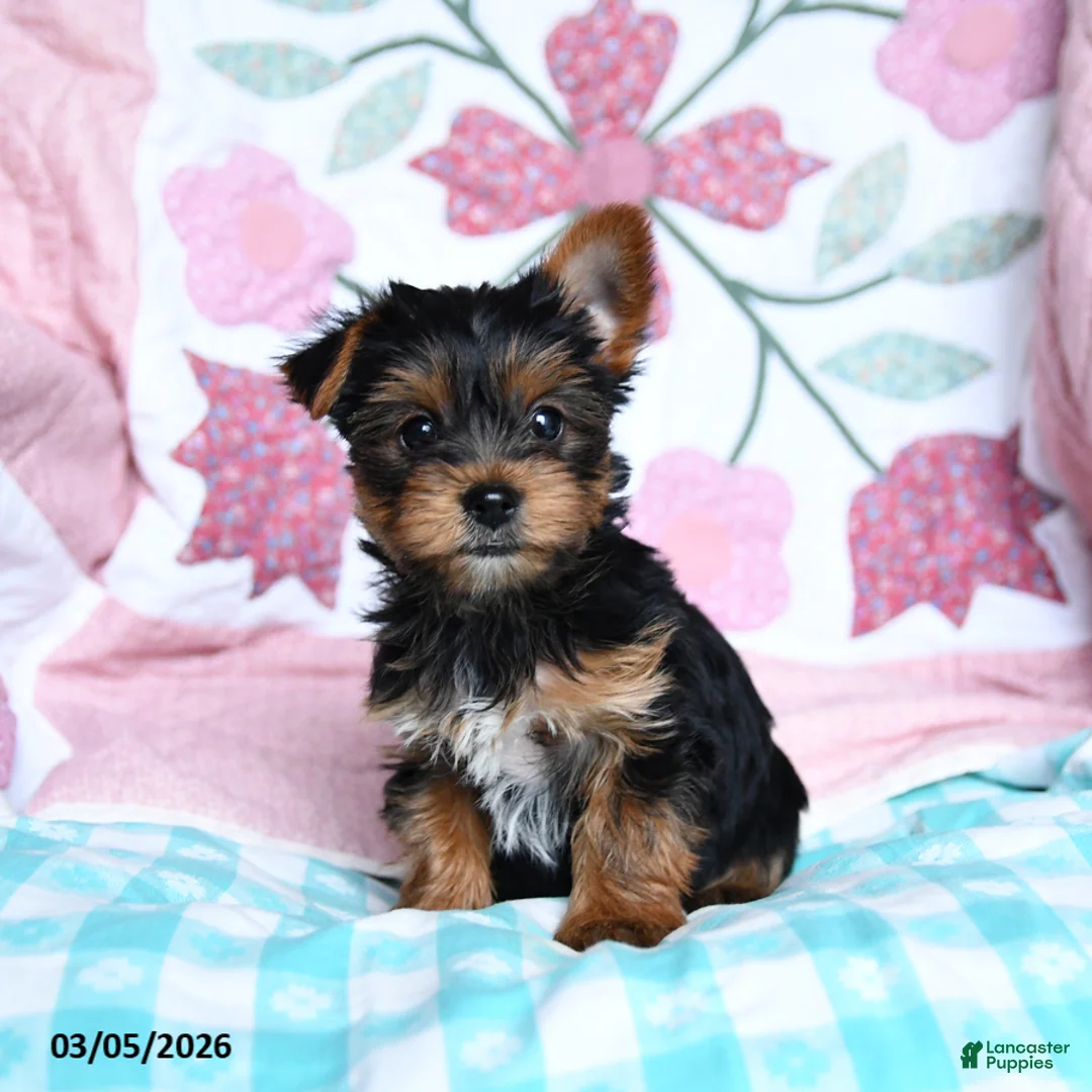 Yorkshire Terrier dogs for sale: Cela - Ad 2