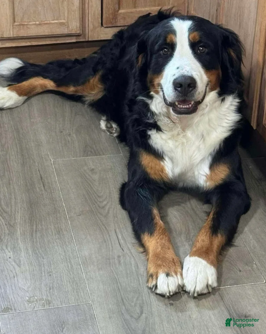 Mixed Breed dogs for sale: Raksha - Ad 2