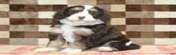 Mini Bernedoodle dogs for sale: Coco - Ad 4