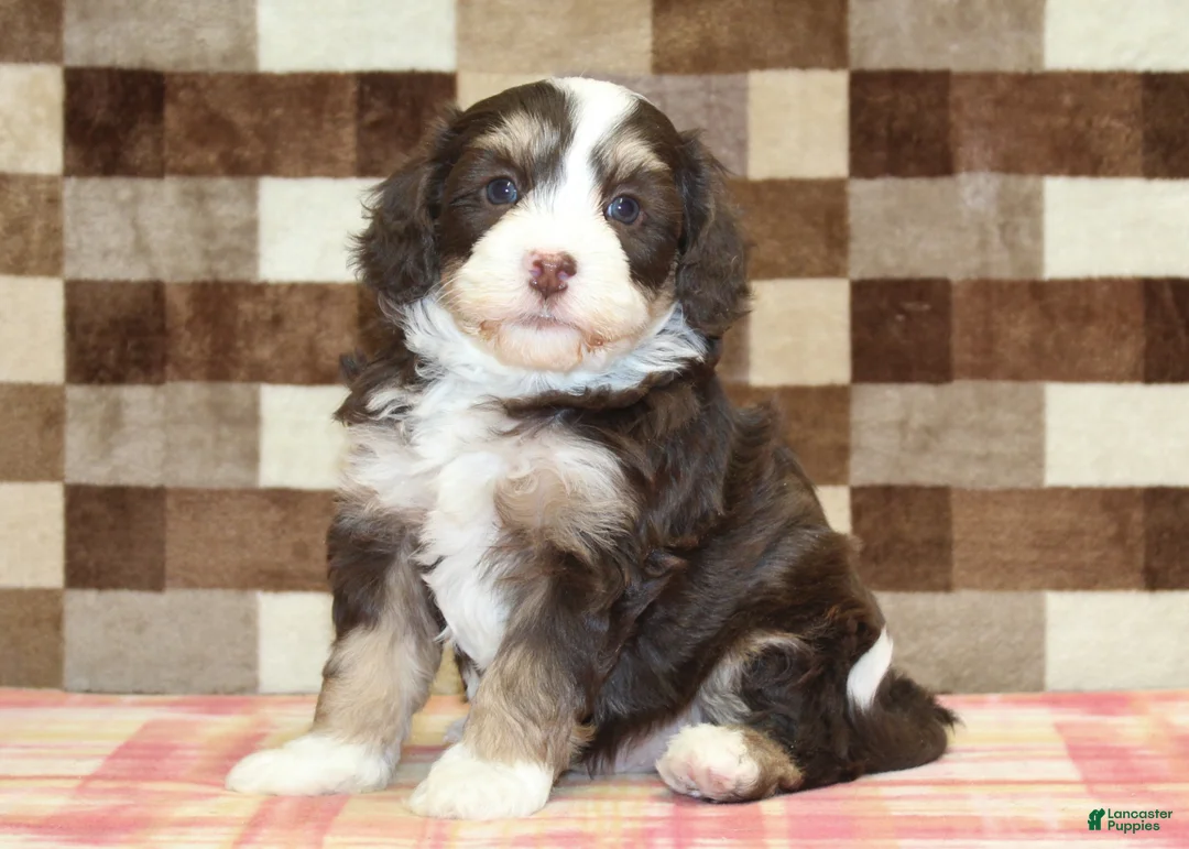 Mini Bernedoodle dogs for sale: Coco - Ad 4