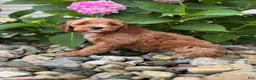 Whoodle dogs for sale: Mini Minnesota (Minnie) - Ad 3