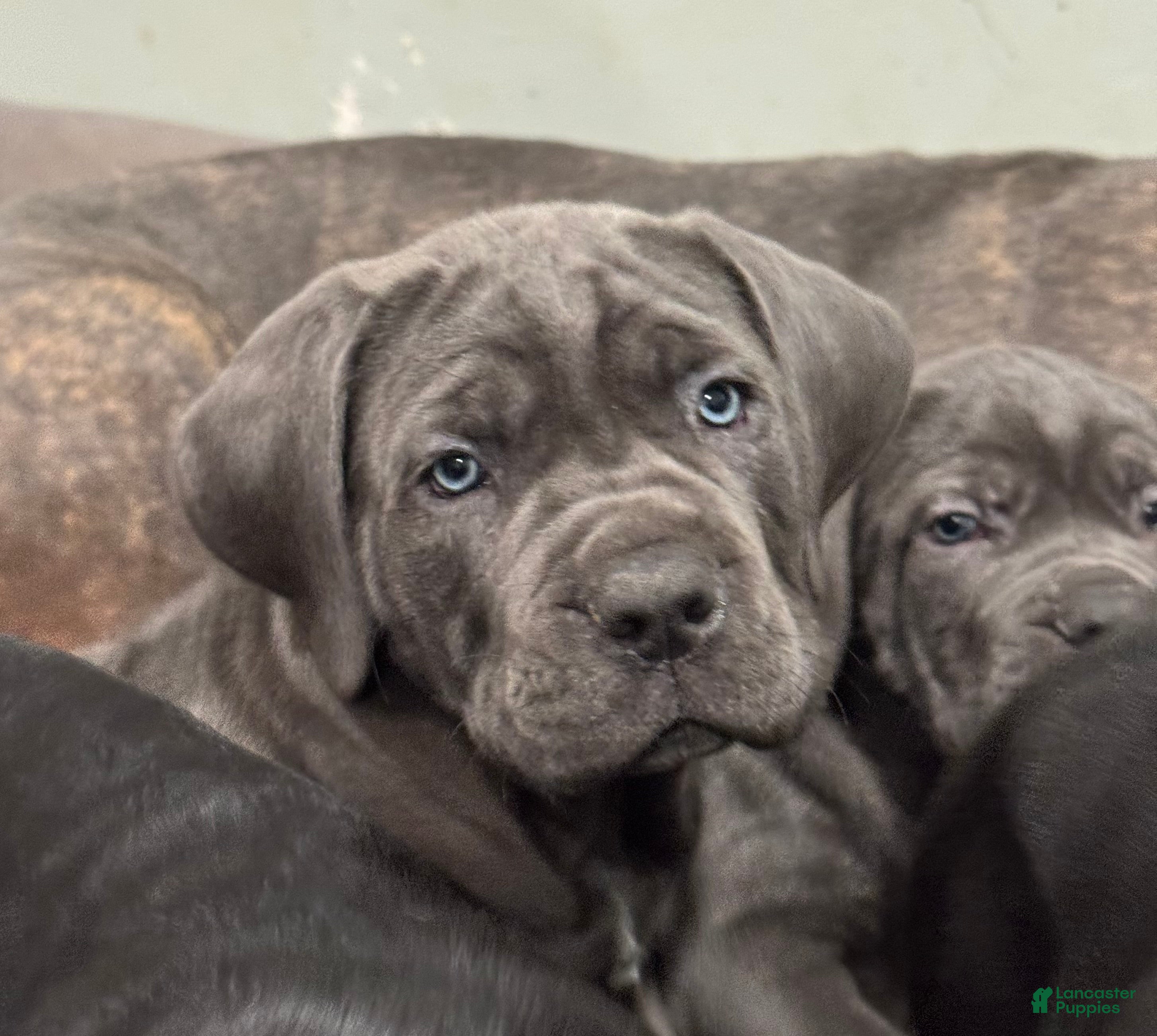 Cane Corso dogs Persephone - Ad 42