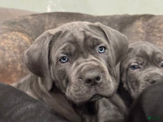 Cane Corso dogs Persephone - Ad 23