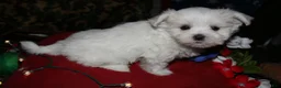 Maltese dogs for sale: Chester - Ad 7
