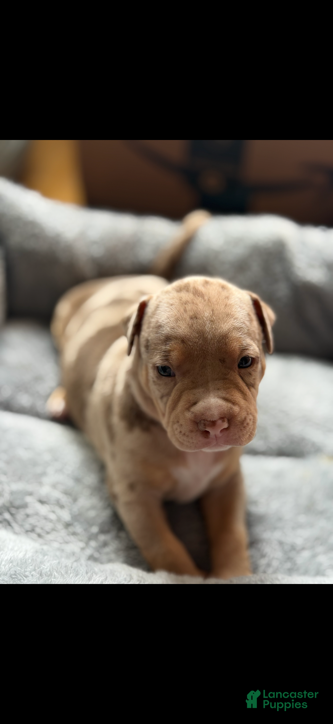 American Bully dogs for sale: King - Ad 2