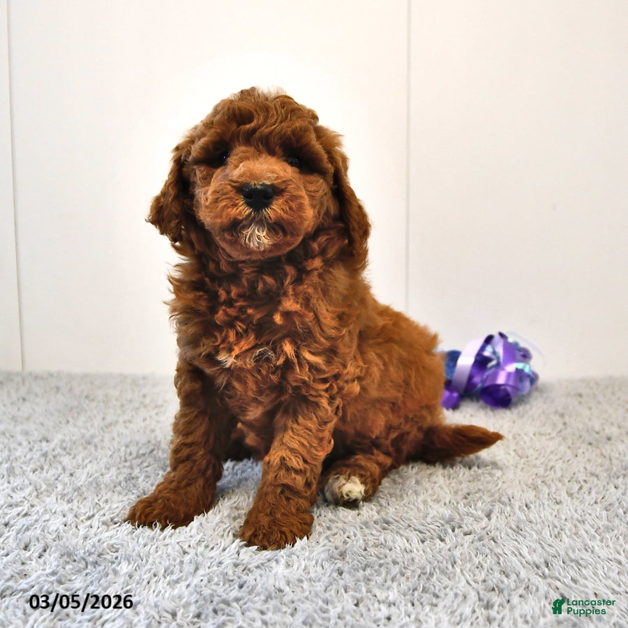 Mini Goldendoodle dogs Biscuit - Ad 1