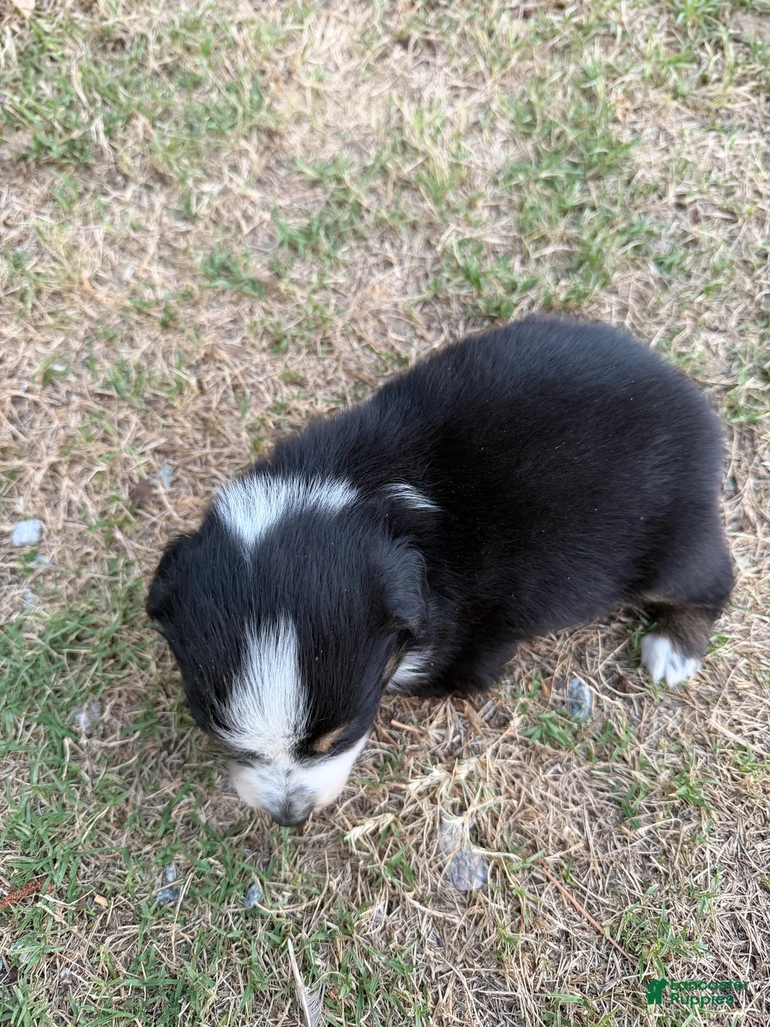 Australian Shepherd dogs for sale: Peep - Boy 1 - Ad 2