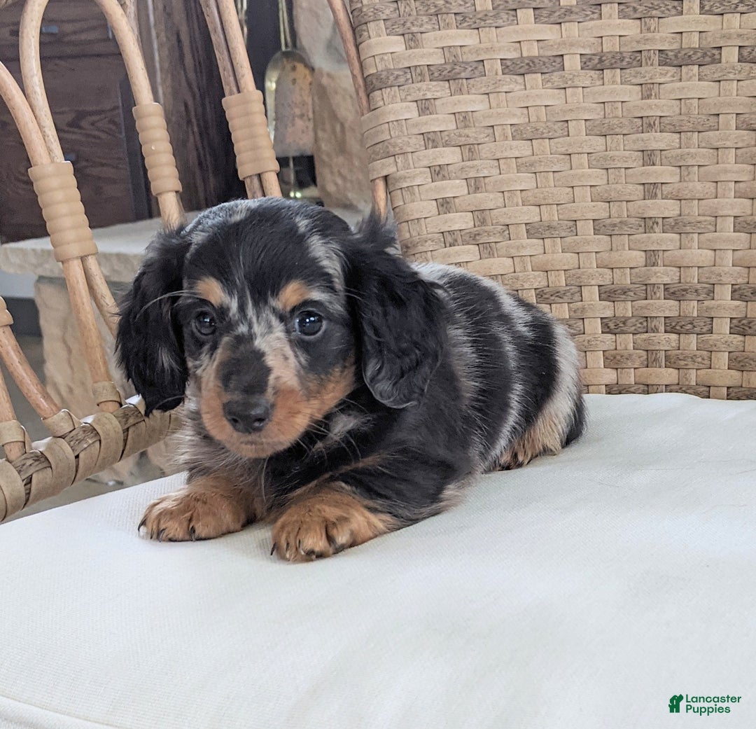 Miniature Dachshund dogs for sale: Freddie  - Ad 6