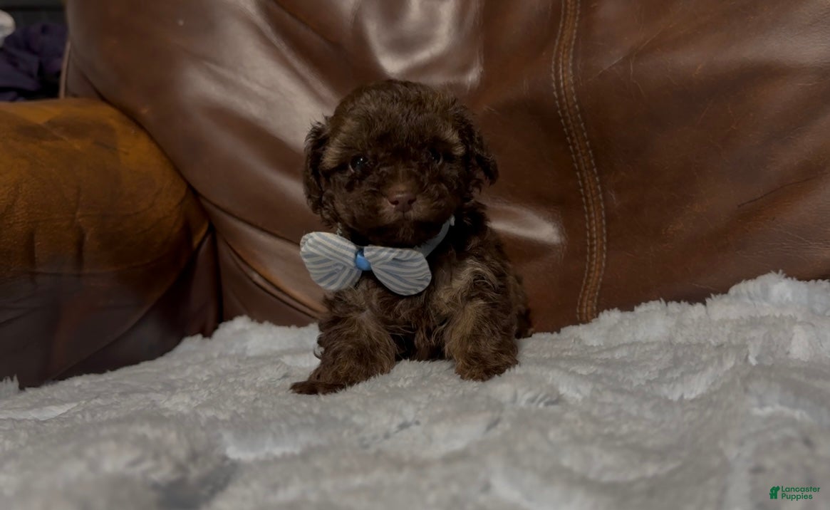 Toy Poodle dogs Loki - Ad 13