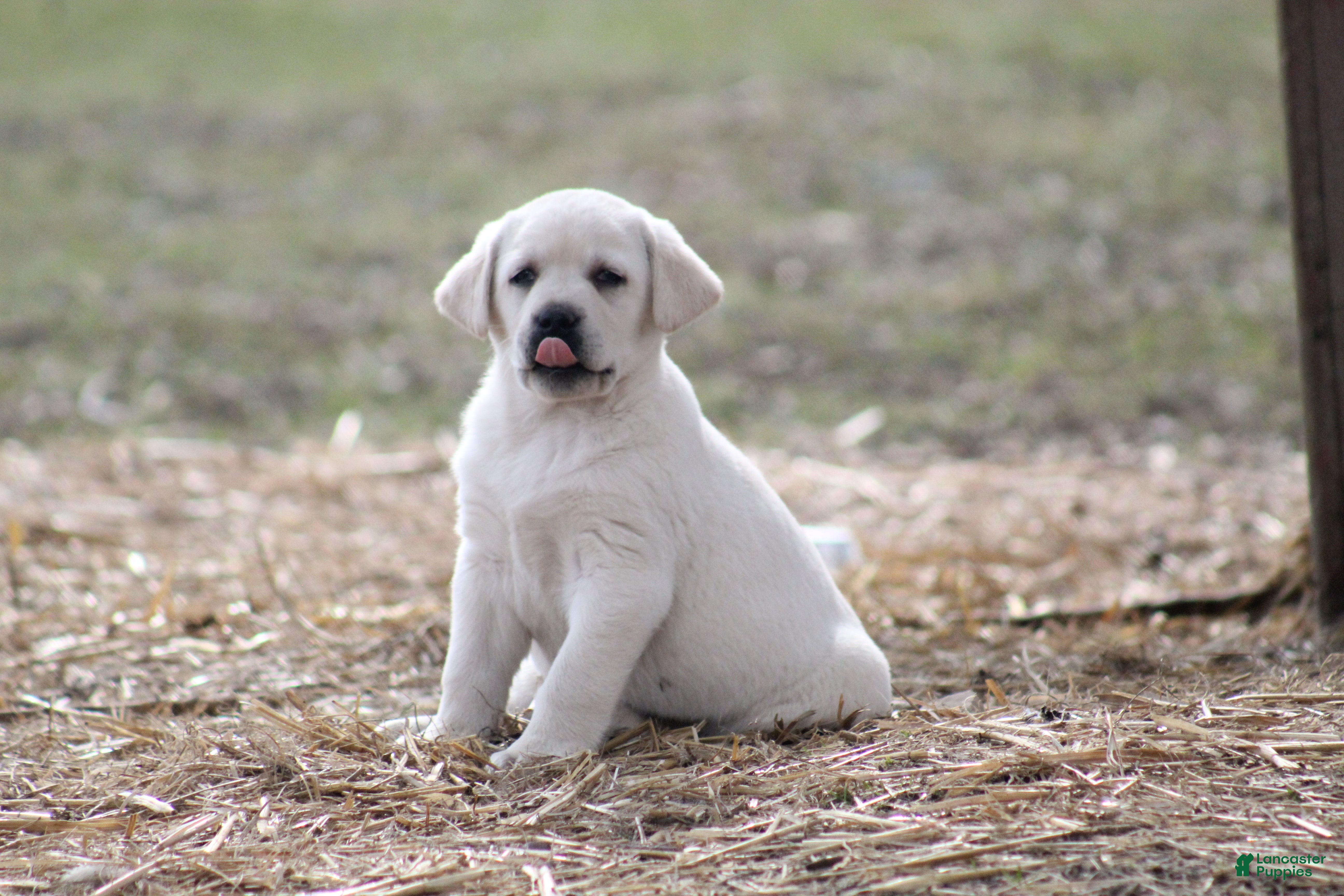 Labrador Retriever dogs Labrador Retriever Puppy 1 - Ad 2