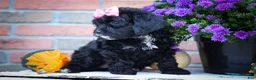Cavapoo dogs for sale: BELLA - Ad 6