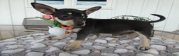 Chihuahua dogs for sale: Chihuahua 1 Cory - Ad 1