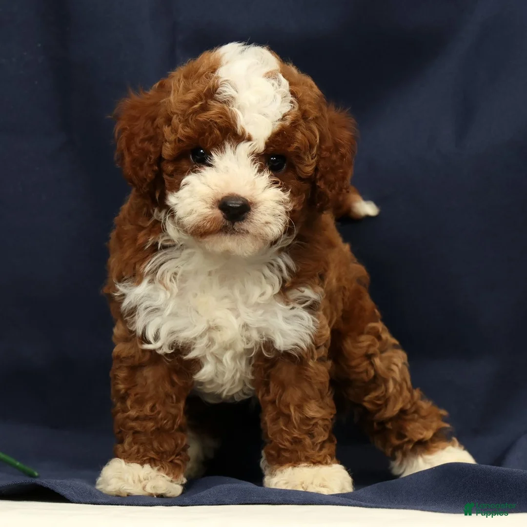 Cavapoo dogs for sale: Easton - Ad 1