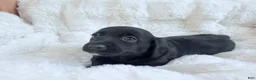 Mixed Breed dogs for sale: Liam - Ad 7
