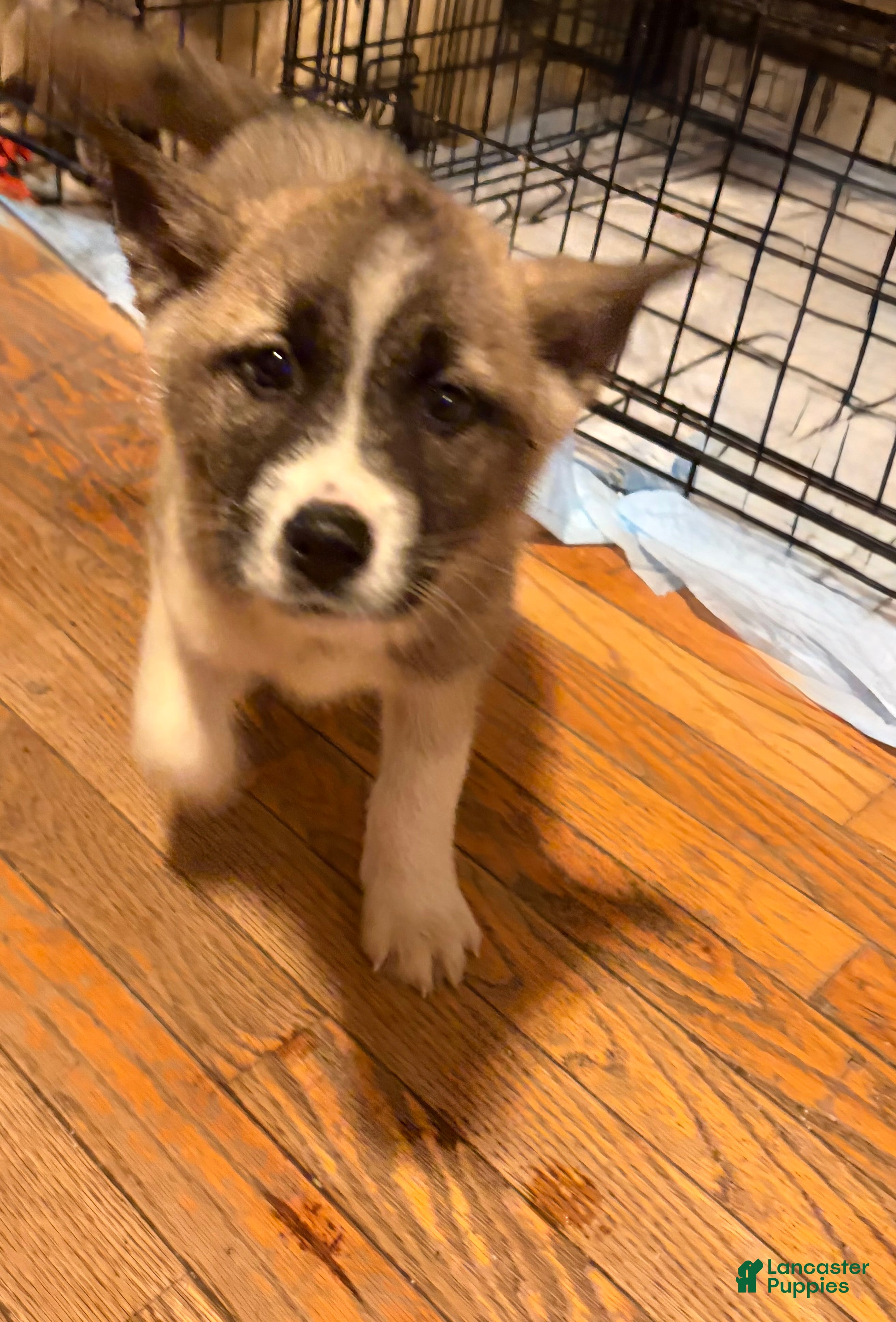 Mixed Breed dogs Zeus - Ad 1