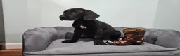 Great Dane dogs for sale: Black - Ad 6