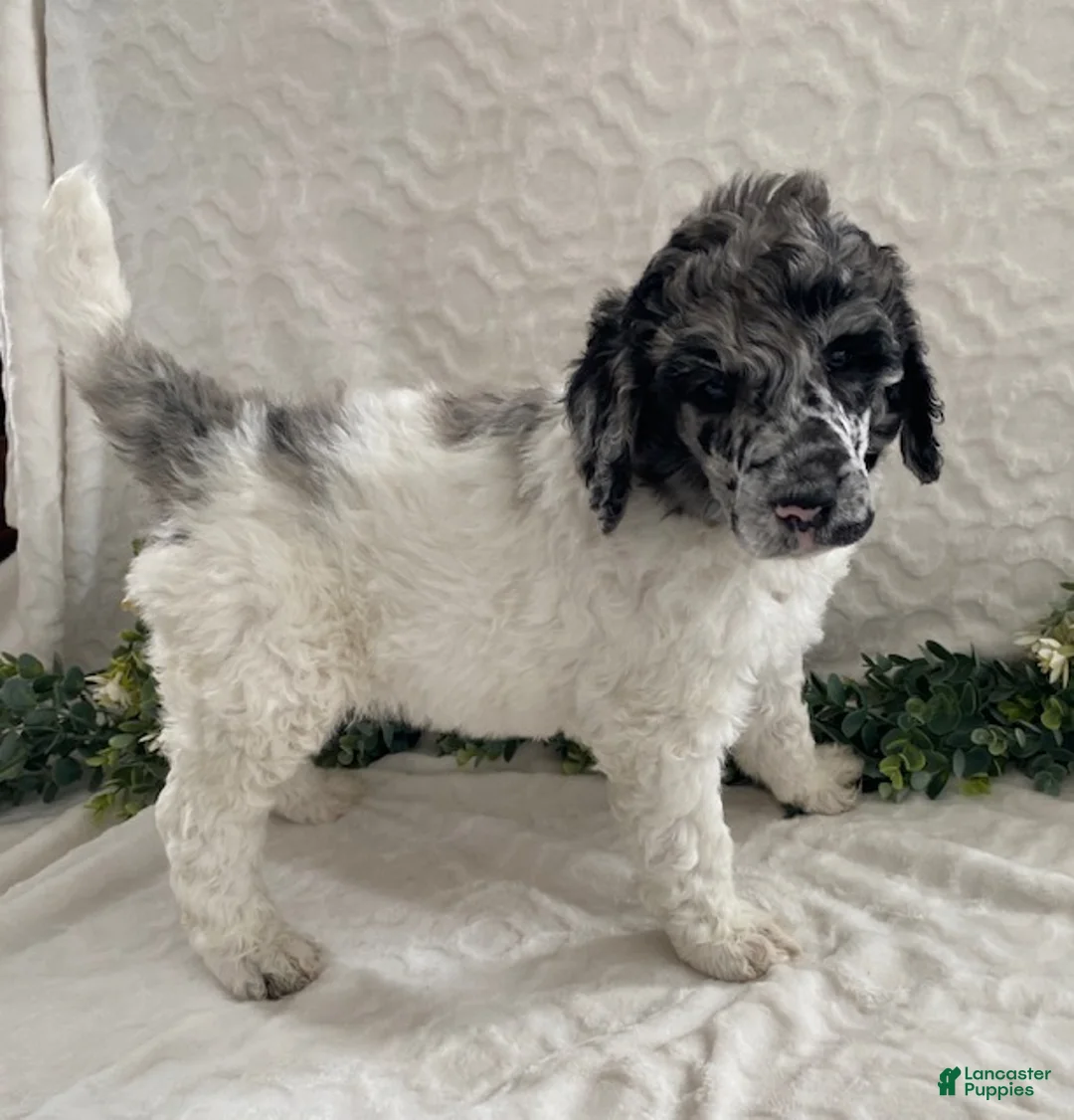 Standard Poodle dogs for sale: Kenny- genetic clear - Ad 1