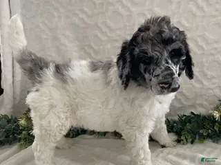 Standard Poodle dogs Kenny- genetic clear - Ad 22