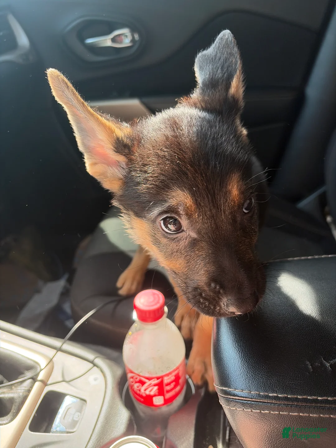 German Shepherd dogs for sale: German Shepherd 1 - Ad 2