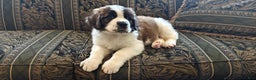 Saint Bernard dogs for sale: Benito - Ad 4