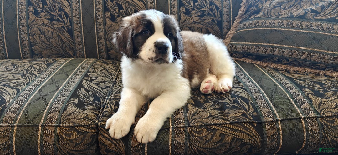 Saint Bernard dogs for sale: Benito - Ad 4