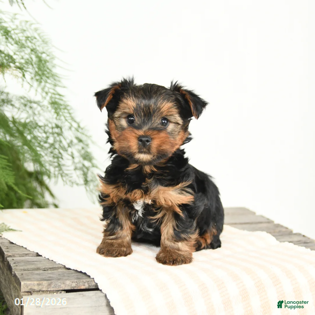 Yorkshire Terrier dogs for sale: Mason - Ad 3