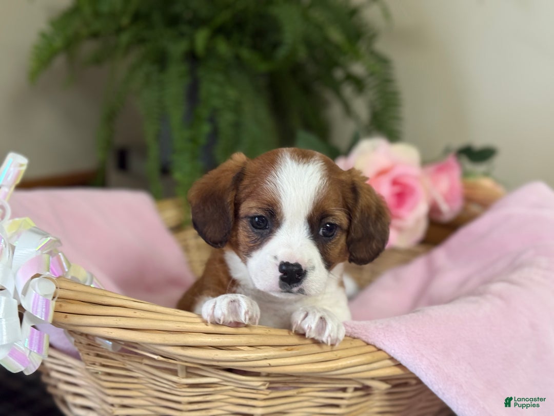 Mixed Breed dogs for sale: Cookie - Ad 3