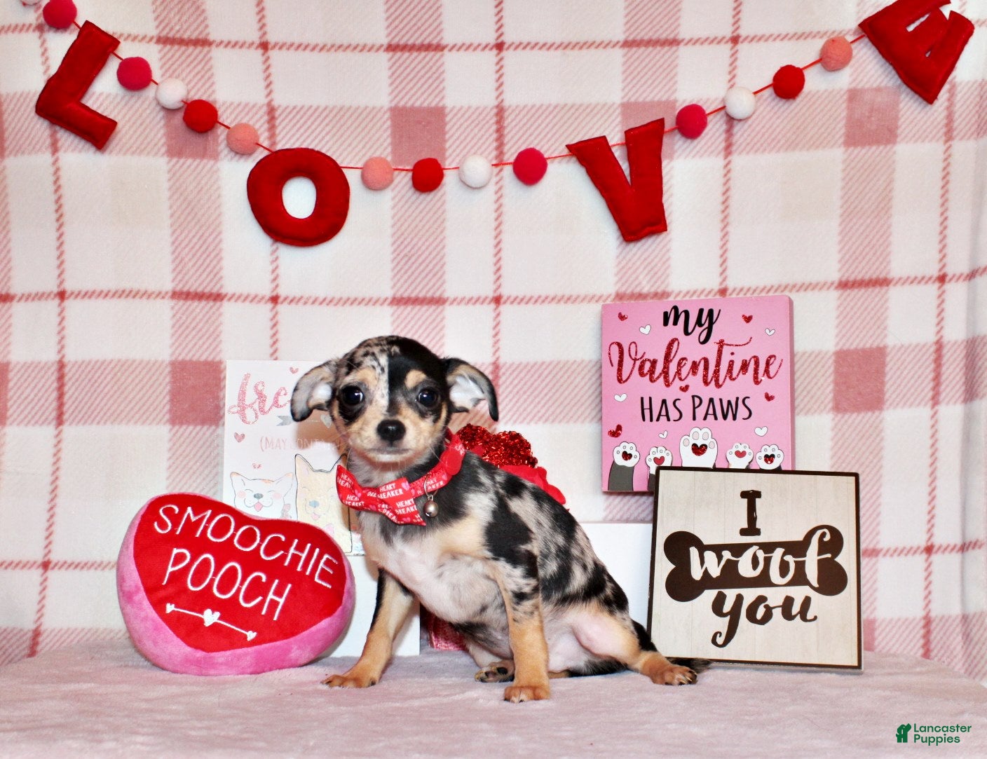 Chihuahua dogs Dagan - Ad 22