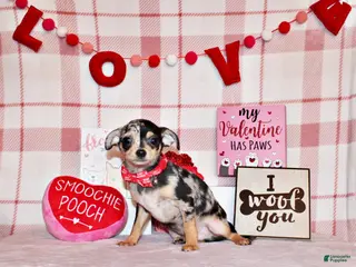 Chihuahua dogs Dagan - Ad 22