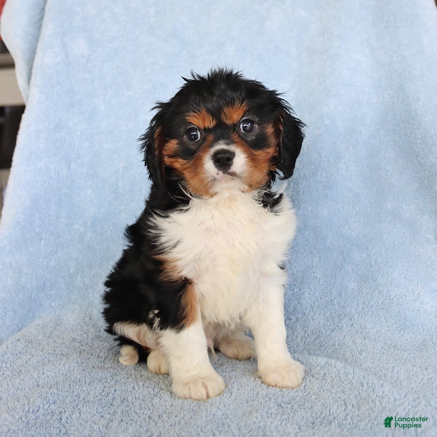 Cavalier King Charles Spaniel dogs Casper - Ad 1