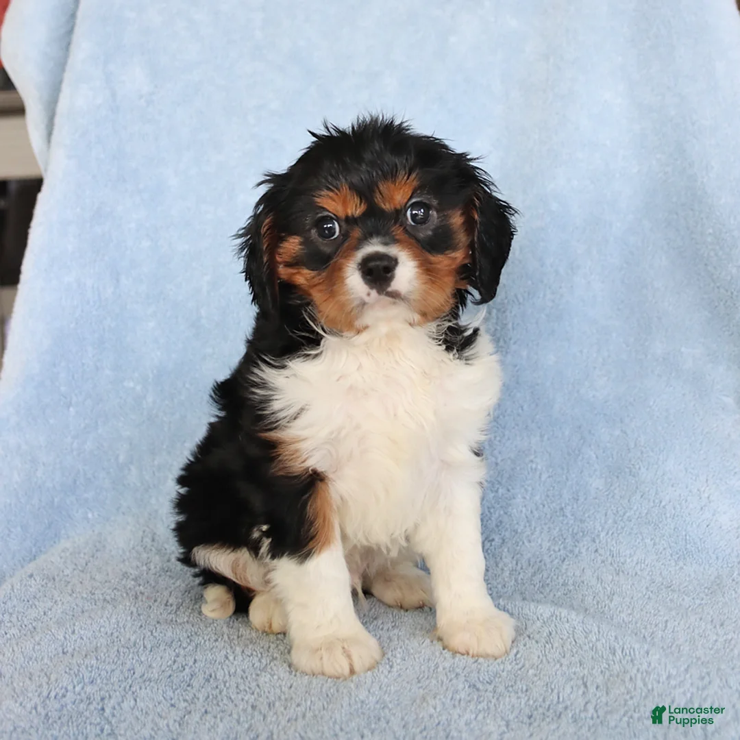 Cavalier King Charles Spaniel dogs for sale: Casper - Ad 1