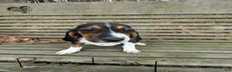 Beagle dogs for sale: Betsy - Ad 1