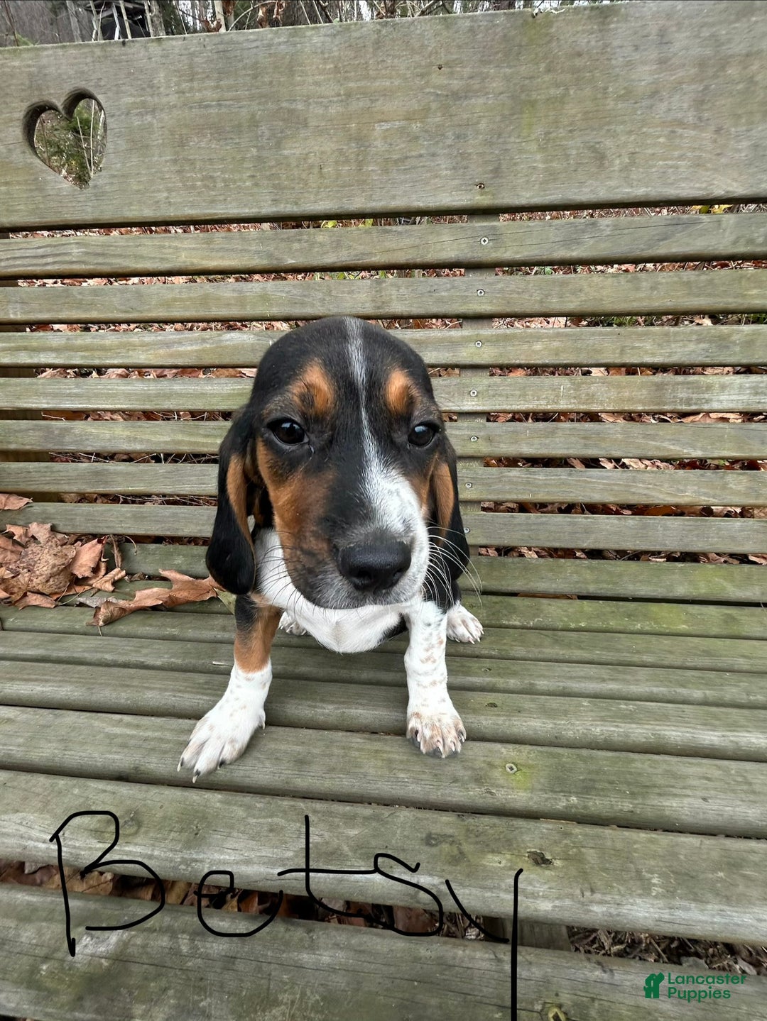 Beagle dogs for sale: Betsy - Ad 1