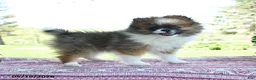 Pomeranian dogs for sale: Pam - Ad 1