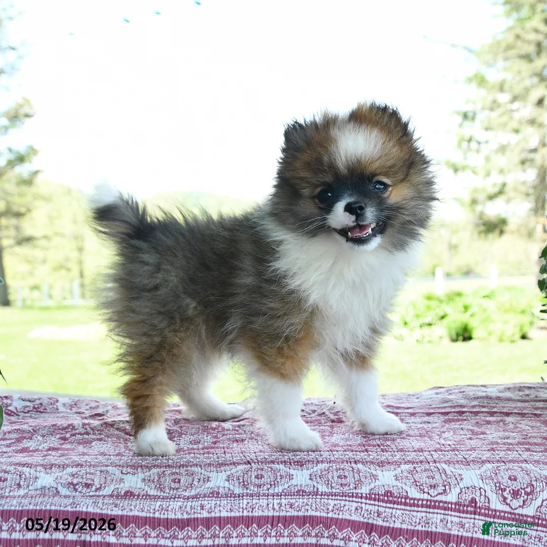 Pomeranian dogs for sale: Pam - Ad 1