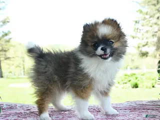 Pomeranian dogs for sale: Pam - Ad 2