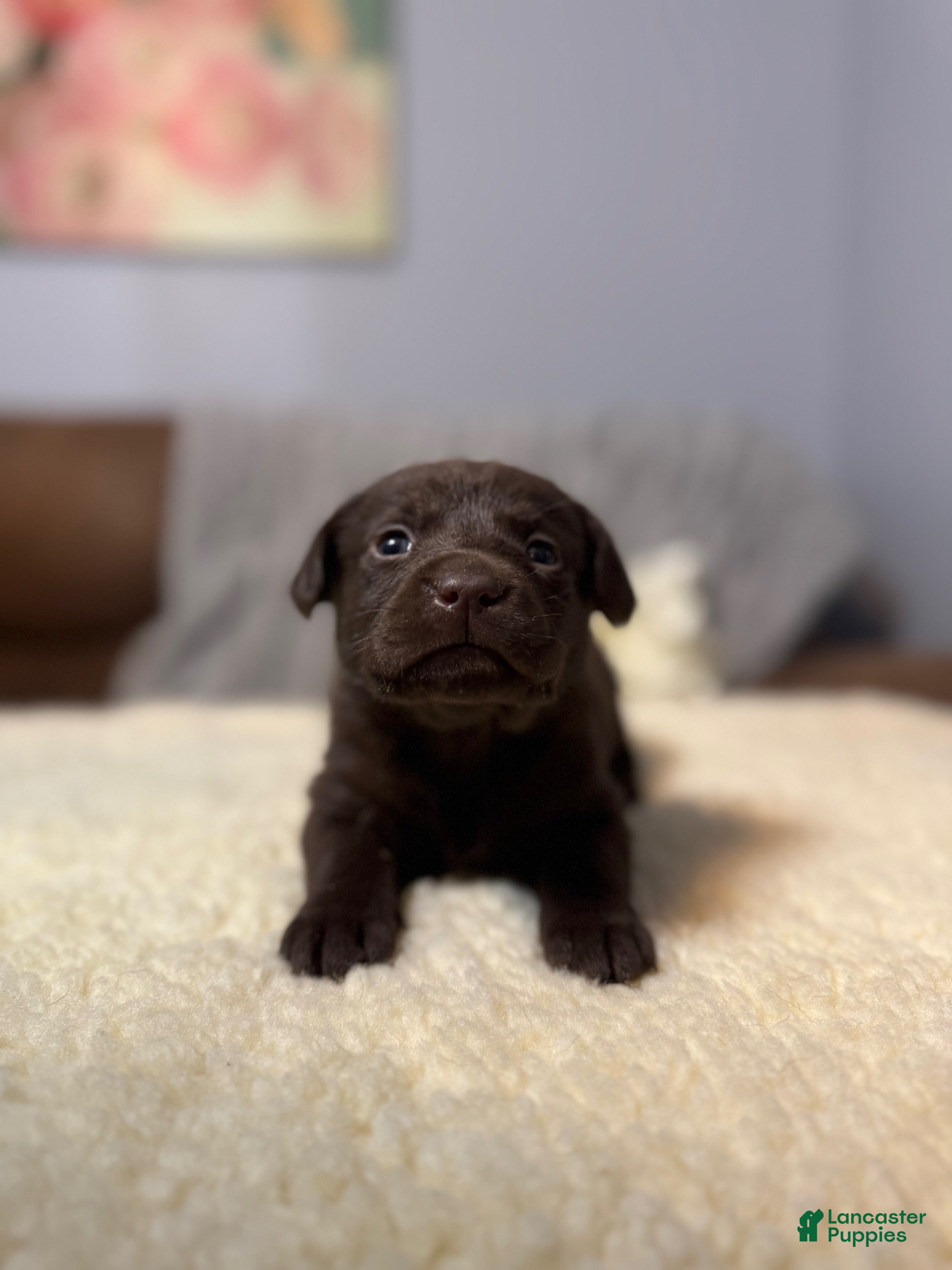 Labrador Retriever dogs Diesel-English Champ linesLabrador Retriever Puppy 1 - Ad 1