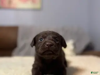 Labrador Retriever dogs for sale: Diesel-English Champ linesLabrador Retriever Puppy 1 - Ad 1