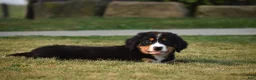 Bernese Mountain Dog dogs for sale: Maverick - Ad 9