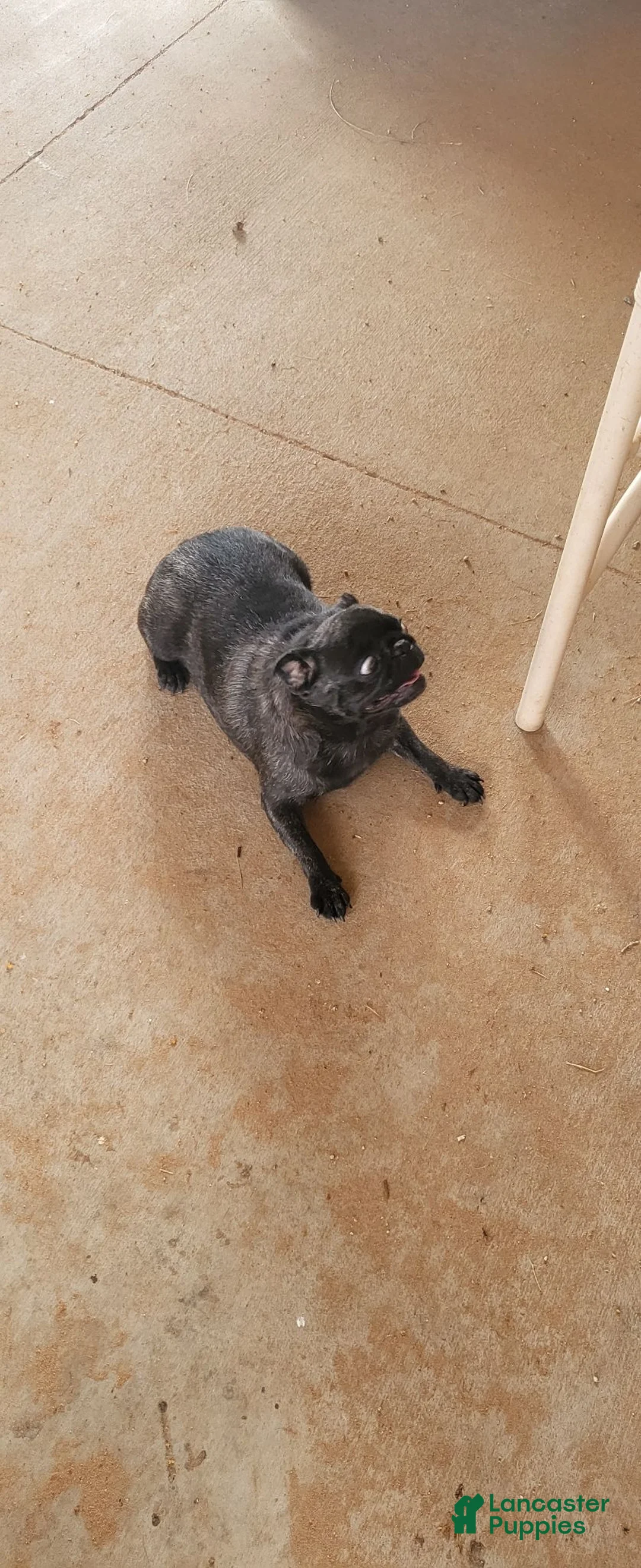 Pug dogs for sale: Muñeca  - Ad 2