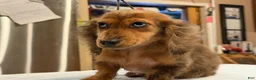 Miniature Dachshund dogs for sale: 2 blue eyes!!! - Ad 8