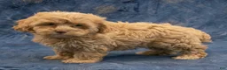 Havapoo dogs for sale: Sasha - Ad 3