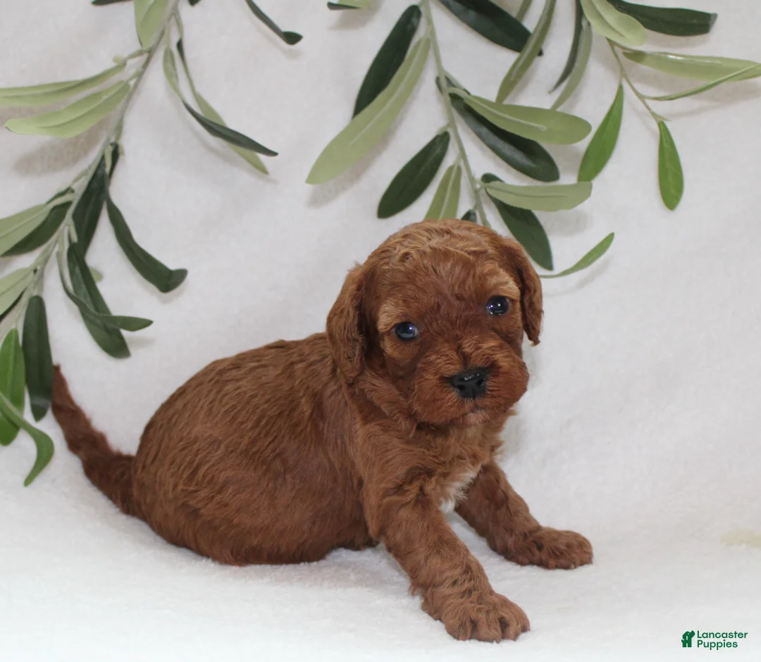 Cavapoo dogs for sale: Izzy - Ad 3