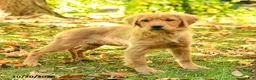 Golden Retriever dogs for sale: Dhanna - Ad 3