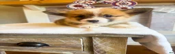 Welsh Corgi Pembroke dogs for sale: Alfredo - Ad 5